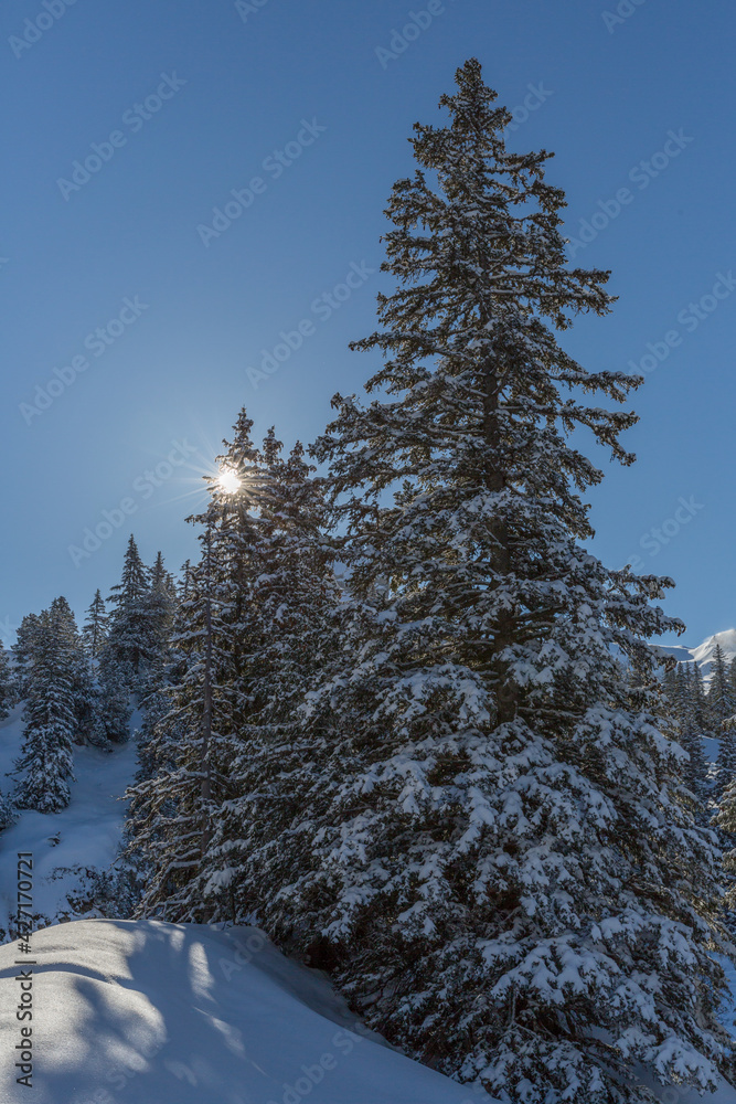 Fototapeta premium snow covered conifer tree in alpine winter landscape with sun
