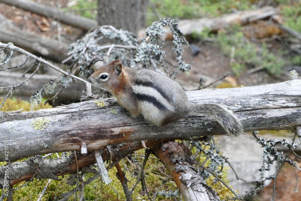 Golden-mantled Ground Squirrel(Spermophilus lateralis), small striped squirrel similar to chipmunk native to wooded and open rocky areas, Banff National Park, Alberta, Canada
