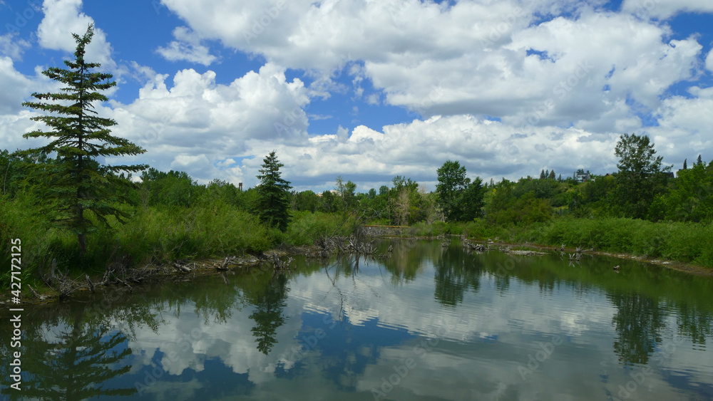 Fototapeta premium Canada pure landscape with lake, spruce trees, and blue sky, Calgary, Alberta, Canada
