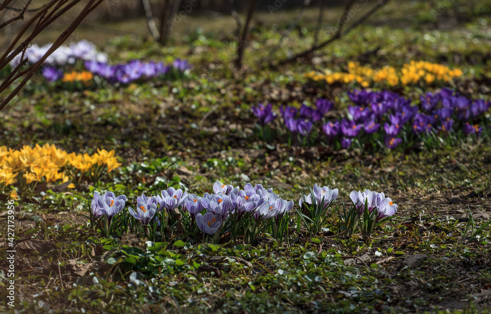 Spring flowers in the Apothecary's garden. Moscow Spring flowers in the Apothecary's garden. Moscow