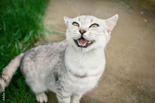 gray shorthair cat sits on the street, making a funny grimace. The cat smiles and squints her eyes. a pet on a walk