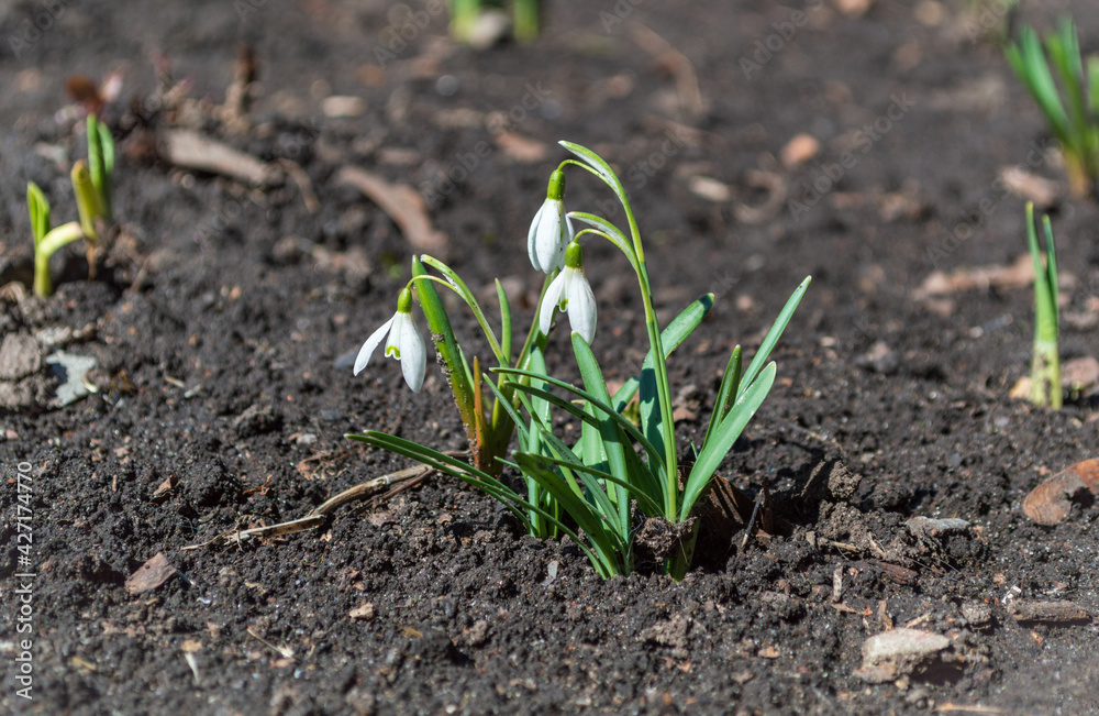 Three buds of the family of white snowdrops on a natural background Three buds of the family of white snowdrops on a natural background