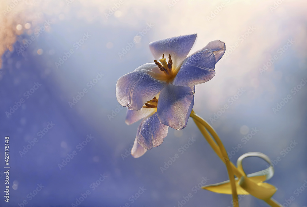 Fototapeta premium Niebieskie kwiaty 