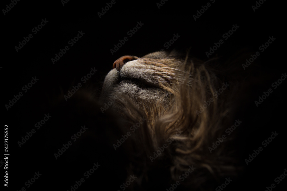 Naklejka premium portrait of a cat from the lower angle