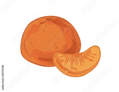 Whole tangerine with peeled slice of mandarin or clementine. Tropical fragrant citrus fruit and its piece. Realistic hand-drawn vector illustration of exotic food isolated on white background