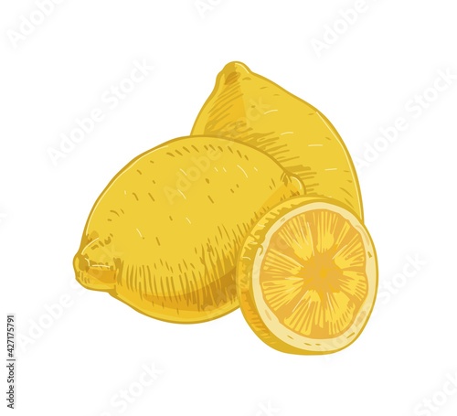 Whole fruits and piece of fresh lemon isolated on white background. Composition of yellow sour citruses with peel. Realistic hand-drawn vector illustration of exotic tropical fragrant food