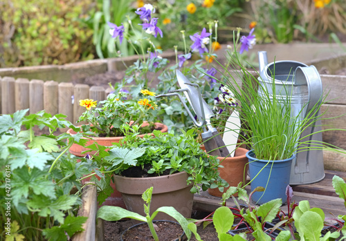 Fototapeta Naklejka Na Ścianę i Meble -  vegetable seedlings and aromatic plant with gardening equipment in a garden