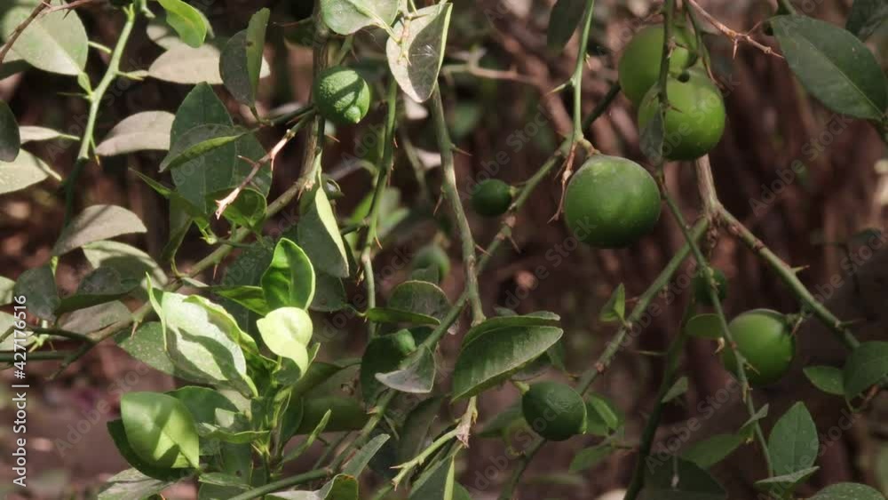 Growing green raw fresh lemon in lemon garden.concept for High yield of citrus fruits, Lemon Fruit Fresh Grow, Lemon garden, organic lemon farming.Raw lemon fruit hanging from the branch
Growing green raw fresh lemon in lemon garden.concept for High yield of citrus fruits, Lemon Fruit Fresh Grow, Lemon garden, organic lemon farming.Raw lemon fruit hanging from the branch