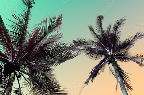 Tropical palm coconut trees on sunset sky flare and bokeh nature background.
