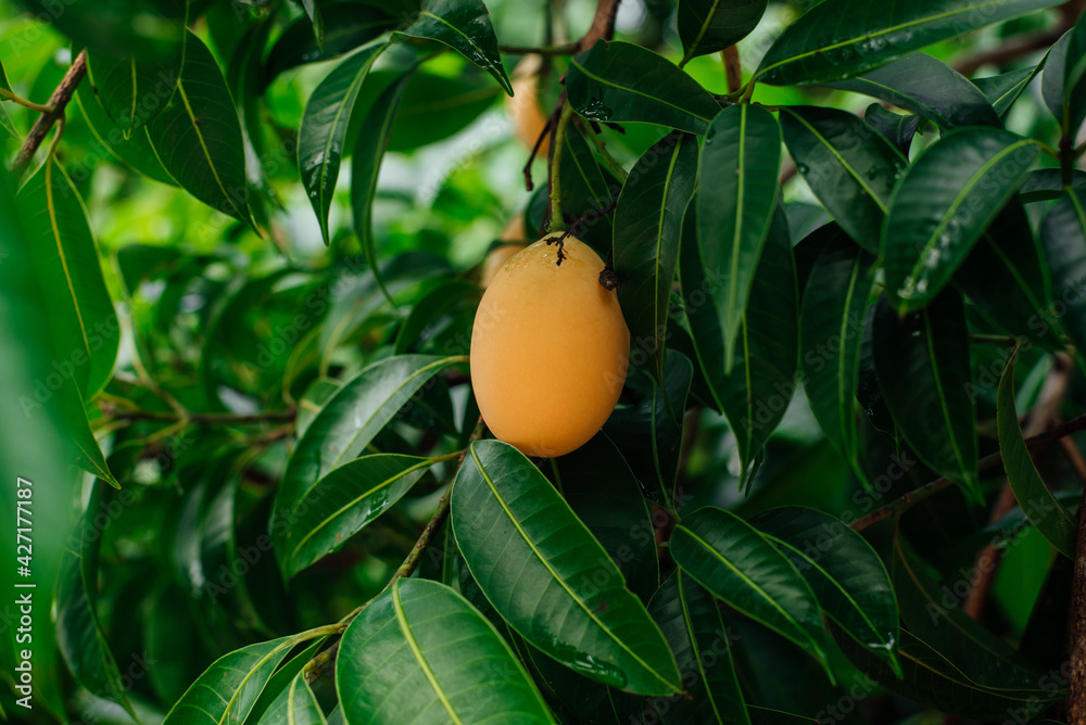 Close-up Isolated thai Plango on the tree Close-up Isolated thai Plango on the tree
