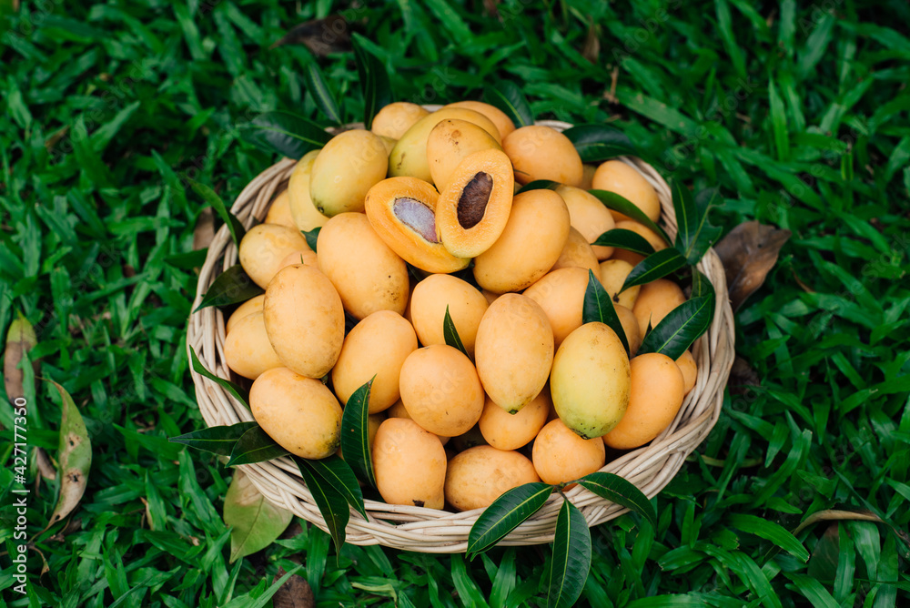plango In a basket on grass background plango In a basket on grass background