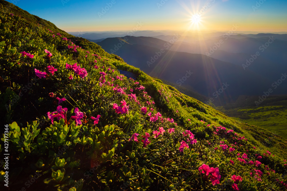 Late spring or early summer in the mountains, relaxing landscape with flowers and sunrise