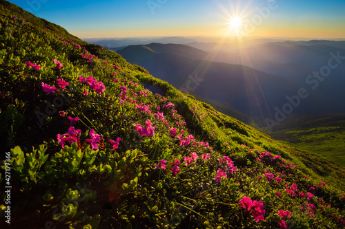 Fototapeta Naklejka Na Ścianę i Meble -  Late spring or early summer in the mountains, relaxing landscape with flowers and sunrise