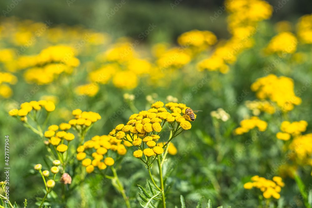 Bitter button or tansy. Fresh herbs - wild medicinal plant on meadow. Bitter button or tansy. Fresh herbs - wild medicinal plant on meadow.