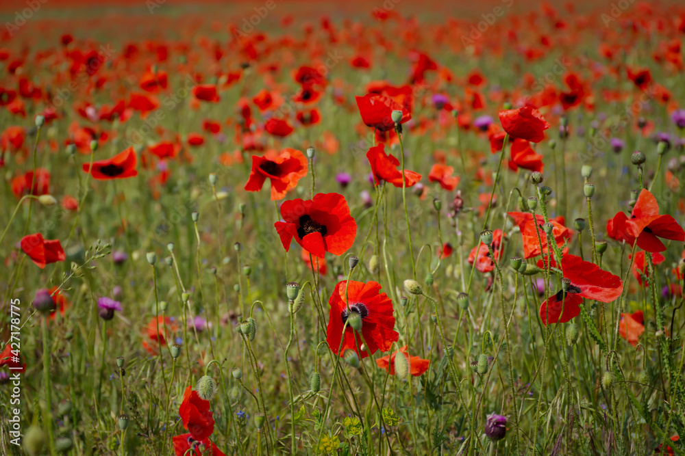 Naklejka premium Beautiful poppy field in bright sunlight. Spring flower background, full frame, shallow depth of field. Field of wild flowers. The concept of hot May days, the approach of summer. Natural background.