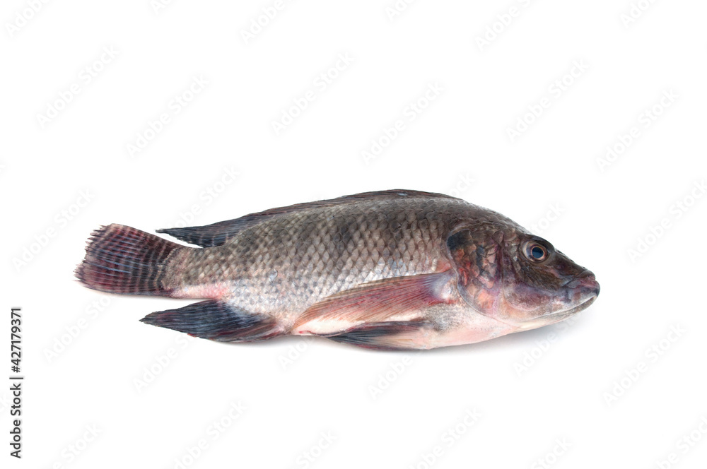 Tilapia fish isolated on white background(Oreochromis niloticus). Tilapia fish isolated on white background(Oreochromis niloticus).