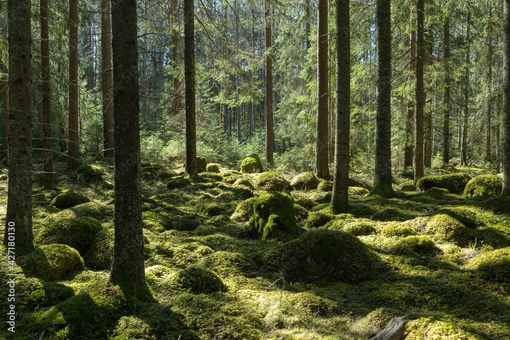 Sunlight morning in natural forest of spruce trees with mossy green boulders. Sunlight morning in natural forest of spruce trees with mossy green boulders.