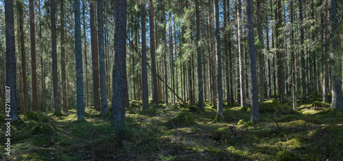 Sunlight morning in natural forest of spruce trees with mossy green boulders.