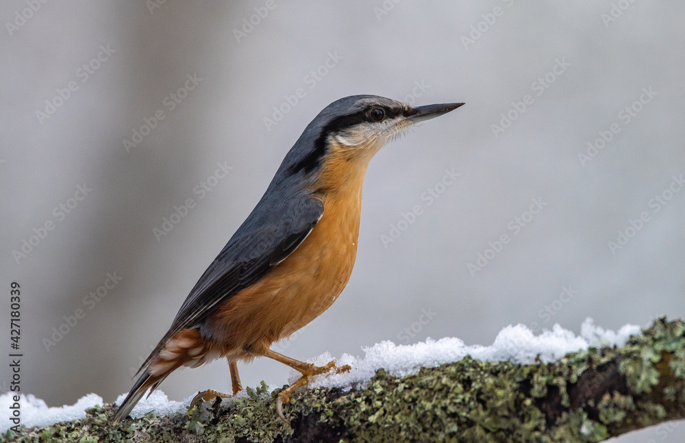 Fototapeta premium Nuthatch on snowy branch