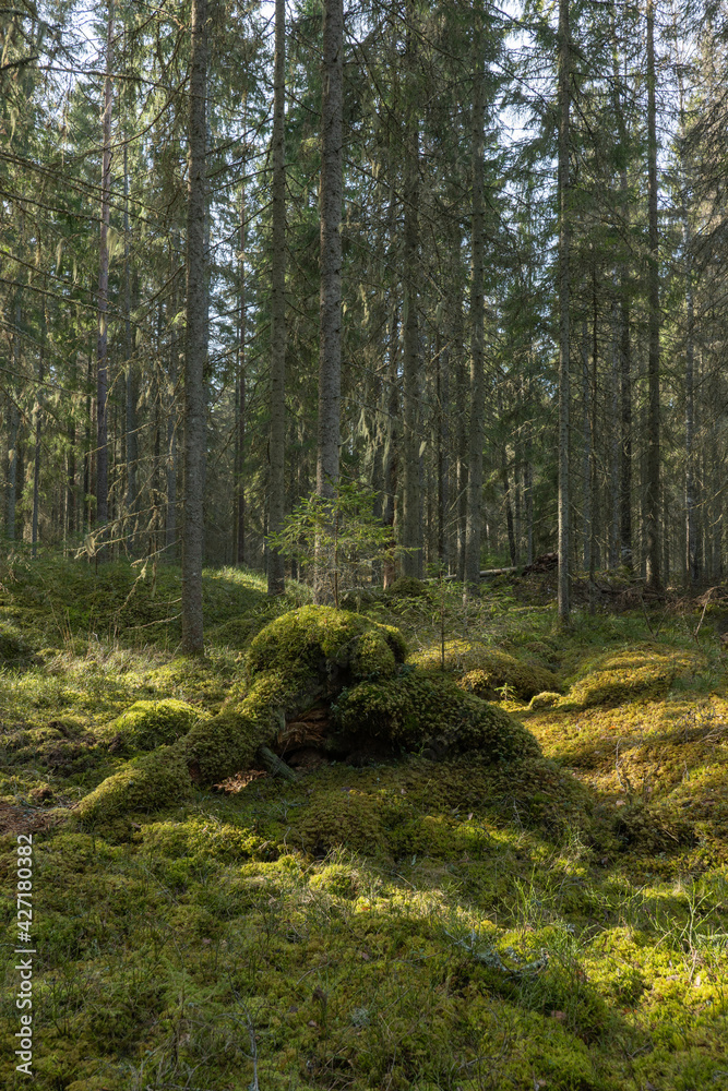 Sunlight morning in natural forest of spruce trees with mossy green boulders. Sunlight morning in natural forest of spruce trees with mossy green boulders.