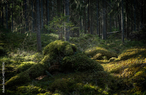 Sunlight morning in natural forest of spruce trees with mossy green boulders. © Conny Sjostrom