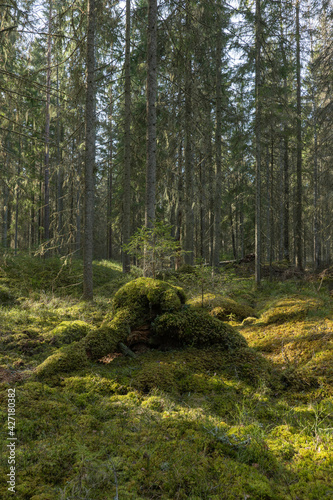 Sunlight morning in natural forest of spruce trees with mossy green boulders.