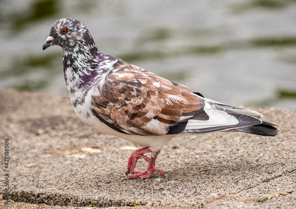 Fototapeta premium colourful pigeon on the ground