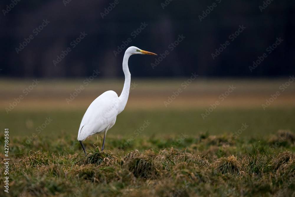 Silberreiher Silberreiher
