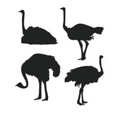 Ostrich Silhouette Set