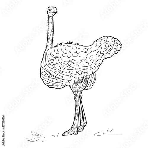 Ostrich sketch hand drawn - Vector