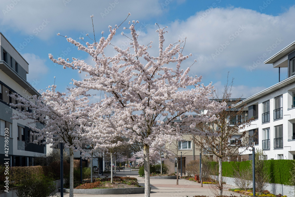 White cherry blossom in a modern development with houses White cherry blossom in a modern development with houses