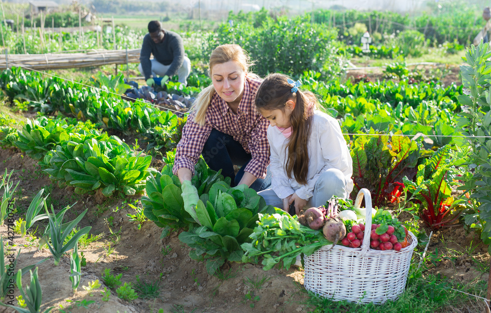 Fototapeta premium Hardworking young woman with a teenage girl growing organic crops in the vegetable garden, hoeing spinach bushes in the ..garden bed