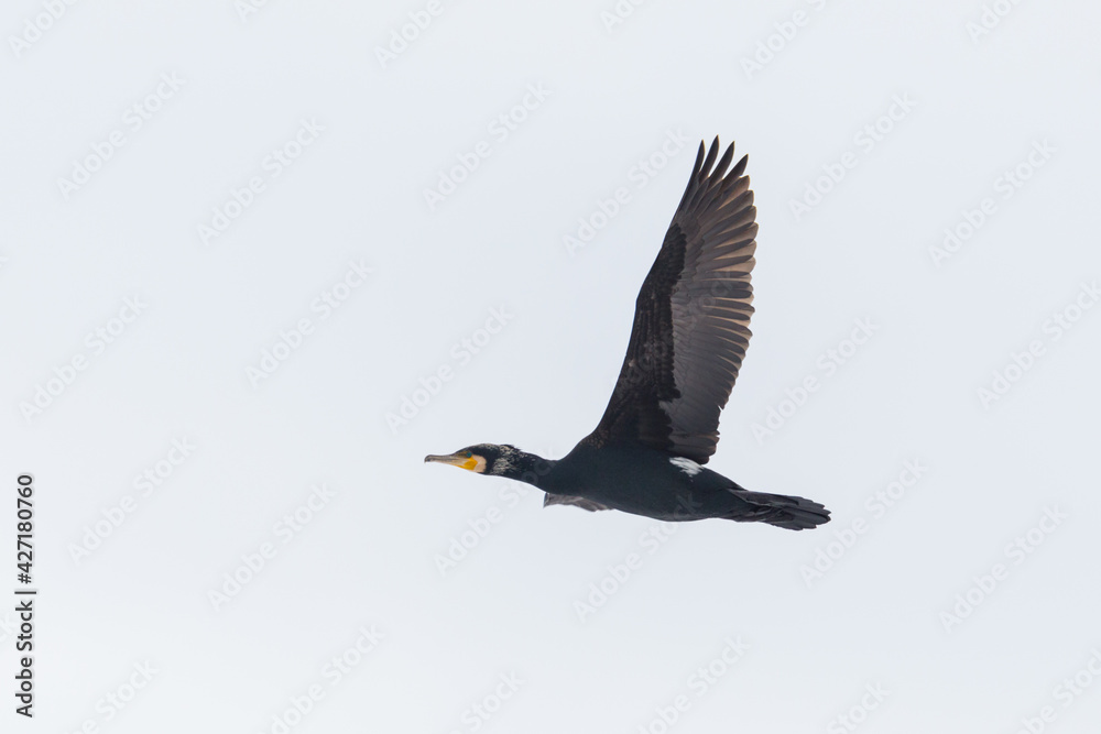isolated cormorant (phalacrocorax carbo) flying with spread wings isolated cormorant (phalacrocorax carbo) flying with spread wings
