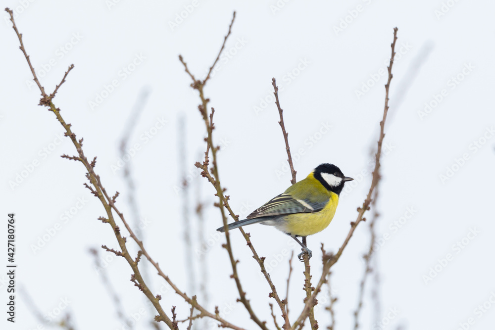 great tit bird (parus major) sitting on tree branch great tit bird (parus major) sitting on tree branch