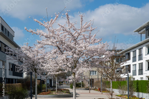 White cherry blossom in a modern development with houses © Mitch Shark