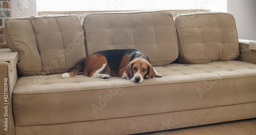 The dog beagle lies on the couch on a sunny day. Dog with a sad expression. High quality 4k footage photo