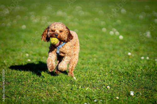 Cavapoo dog running and chasing ball in grassed field.