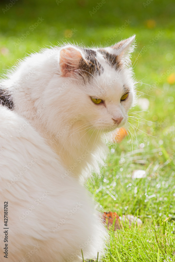 close-up of white fluffy cat with gray spots sits on the grass, the cat looks back, the cat has yellow eyes