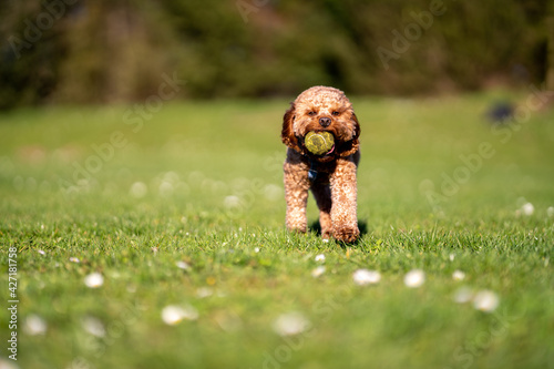 Cavapoo dog running and chasing ball in grassed field.