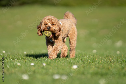 Cavapoo dog running and chasing ball in grassed field.