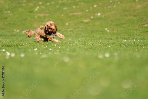 Cavapoo dog running and chasing ball in grassed field.