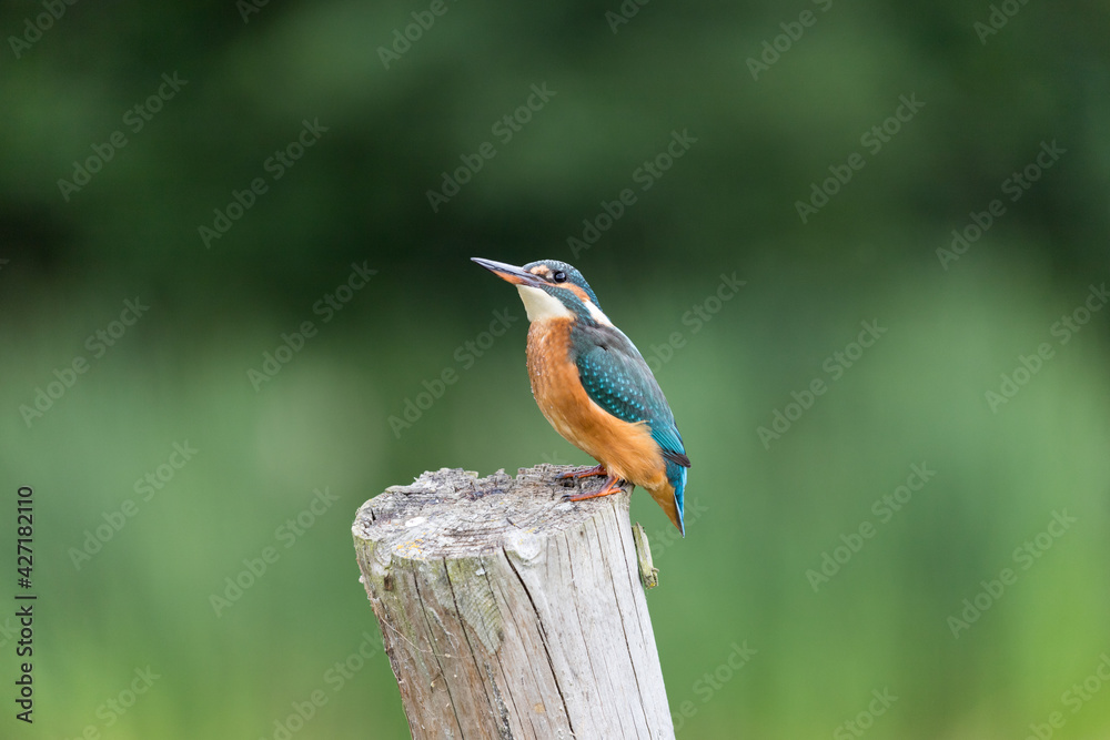 Fototapeta premium Eisvogel auf Pfosten