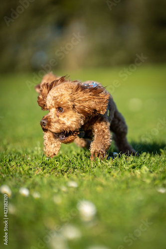 Cavapoo dog running and chasing ball in grassed field.