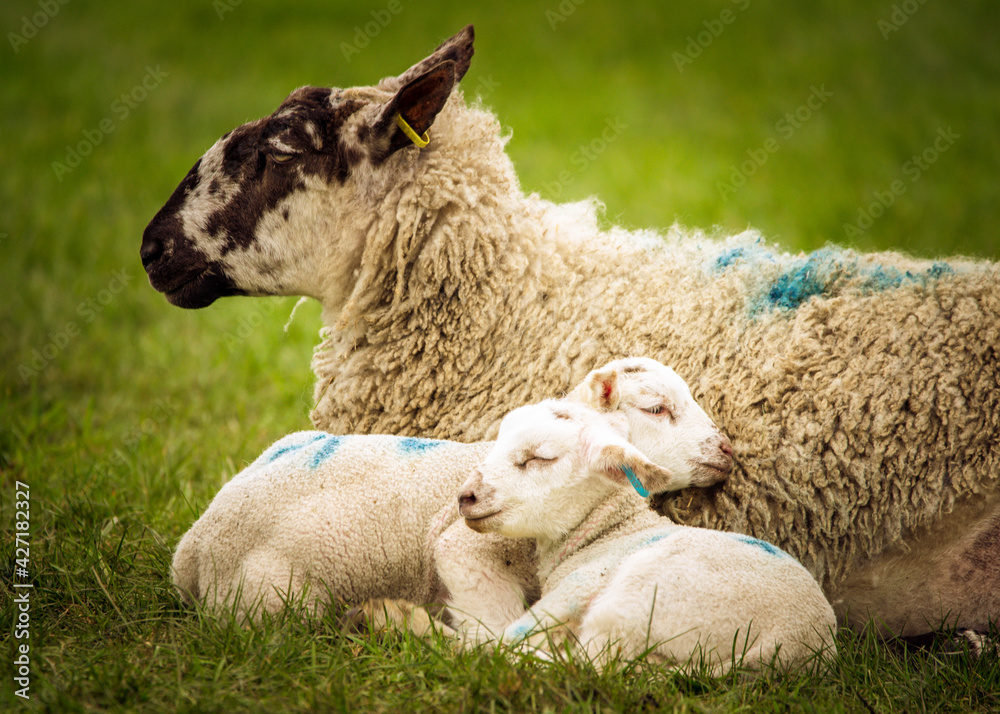 Obraz premium Mother and baby