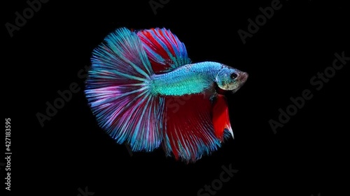 Siamese fighting fish (Betta splendens)