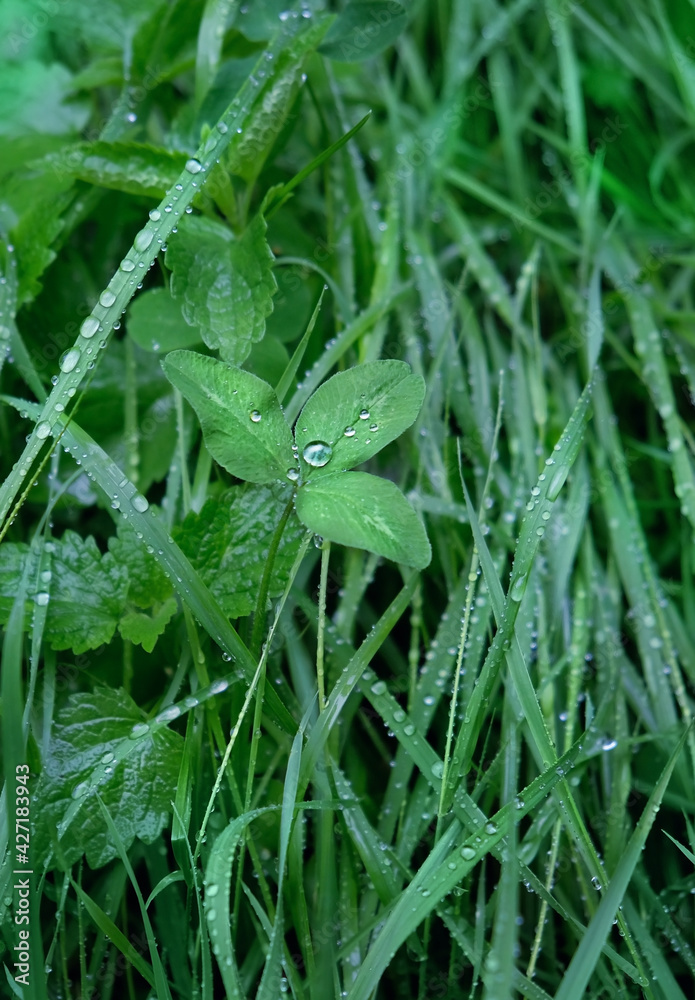 clover leaf and rain drops close up. natural green freshness background. Beautiful Artistic image of summer nature. ecology, earth day, save pure water concept