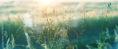 beautiful cobwebs in grass. morning nature landscape, shining sunlight. atmosphere nature image. summer season