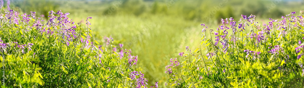 wild meadow purple flowers background. beautiful rustic bright floral countryside landscape. Peas mouse flowers or Vicia cracca. banner