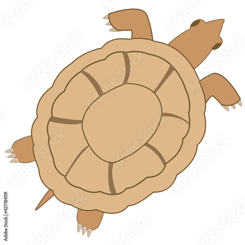 Vector illustration grovelling animal terrapin type overhand