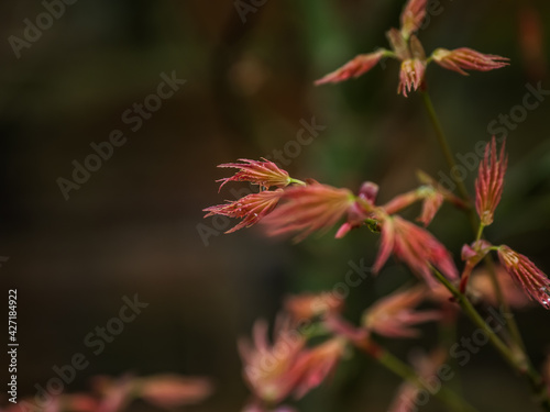 YOUNG ACER LEAVES